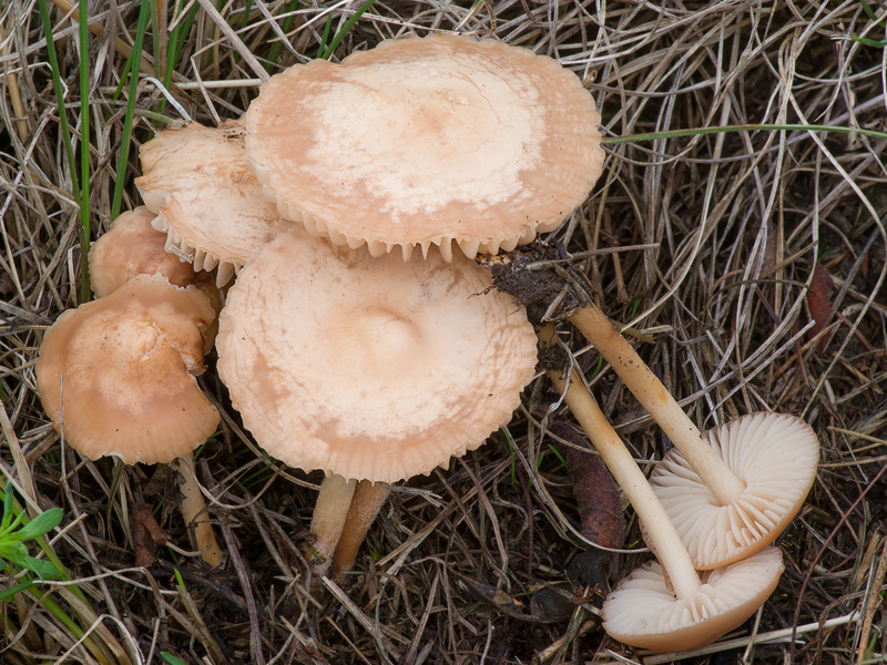 Marasmius oreades